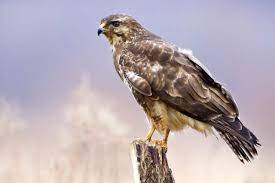 He trained with bussard for the u.s. Ott Vogel Tier Sitzend Ast Raubvogel Bussard Mausebussard Kunstdruck