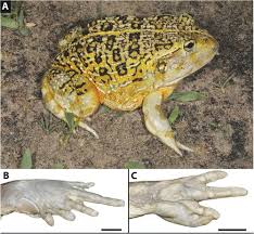 Image result for Pycreus africanus