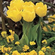 15 Tips For Great Winter Pots Growing Tulips Planting Bulbs Planting Tulips