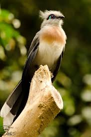 Crested Blue Eye By Deeotter So Gorgeous Beautiful Birds Pretty Birds Pet Birds