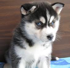 Where does the all white husky dog come from? Cute Siberian Husky Puppies With Blue Eyes Cuteanimals