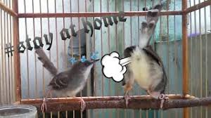 Maybe you would like to learn more about one of these? Ciblek Semi Ngalung Tanpa Kroto