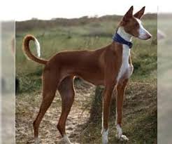 Lancaster puppies advertises puppies for sale in pa, as well as ohio, indiana, new york and other states. Ibizan Hound Breed Information And Pictures On Puppyfinder Com