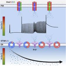 Born in boston to william a. Omnitemporal Choreographies Of All Five Stim Orai And Ip3rs Underlie The Complexity Of Mammalian Ca2 Signaling Sciencedirect