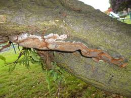 Image result for Phellinus pomaceus