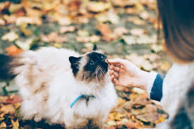 How does a cat's memory work? How Long Will A Cat Actually Remember A Person Tuxedo Cat