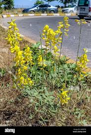 Image result for Crotalaria incompta