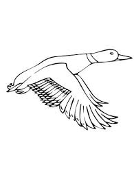 Flying Mallard Duck Coloring Page Supercoloring Com Coloring Pages Duck Drawing Bird Drawings
