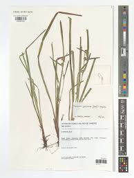 Image result for Diplacrum africanum