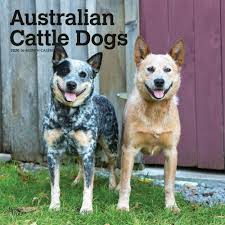 These Dogs Were Bred To Work Cattle On Vast Ranches In The Harsh Terrain Of Inland Australia Australian Cattle In 2020 Cattle Dog Australian Cattle Dog Dog Calendar
