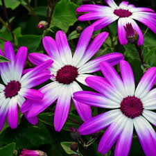 How To Grow Cineraria Pericallis