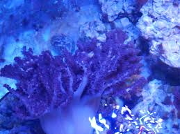 Image result for Coral Blue 1989 Colt