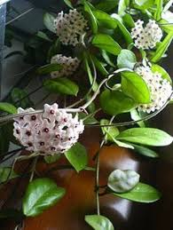 Hoya Care Grow Fragrant Hoya Wax Plant Hanging Plants Hoya Plants Plants