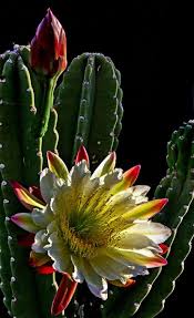 Graeseri' i just call it my easter cactus. Cereus At Sunrise Photo By Photographer Dave Dise Desert Flowers Blooming Cactus Unusual Flowers