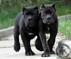 Pin By Dpp Perry On Dogs Cane Corso Puppies Corso Dog Cane Corso Dog