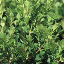 Unbranded 2 5 Qt Wintergreen Boxwood Live Shrub Plant Glossy Dark Green Foliage 0617q The Home Depot Wintergreen Boxwood Planting Shrubs Plants With Pink Flowers