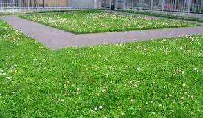 Flowering Lawn Mix Seeding Lawn Lawn Alternatives Landscaping With Rocks