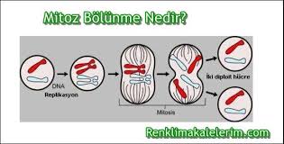 Mitoz Ve Mayoz Bolunme Nedir Mitoz Ve Mayoz Bolunme Arasindaki Farklar Nelerdir Sinif