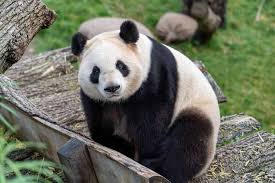 Image result for Panda oleosa