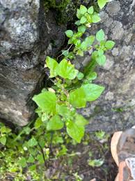Image result for Parietaria debilis
