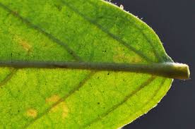 Image result for Antidesma venosum