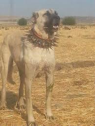 14 Tumblr Kangal Dog Livestock Guardian Dog Giant Dogs