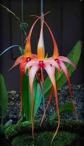Image result for Bulbophyllum saltatorium