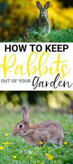 Pin On Gardening