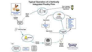 Global Poultry Industry A Market Analysis Pixelsutra