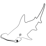 How do you draw a great white shark? How To Draw A Hammerhead Shark