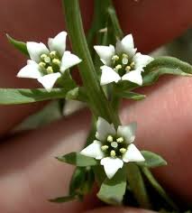 Image result for Thesium dolichomeres