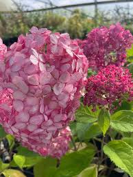 Image result for Hydrangea arborescens Pink Anabelle