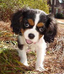 Why Do Puppies Drink Their Urine Cuteness
