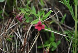 Image result for Jasminum meyeri-johannis