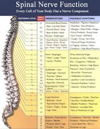 Nerves In The Human Leg The Diagram Above Shows How The