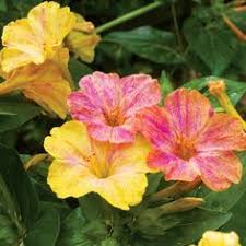 Pin On Awesome Annuals Tropicals