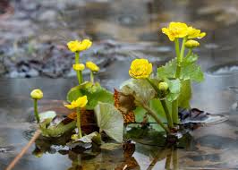 We did not find results for: Red House Garden The Marsh Marigold Herald Of Spring
