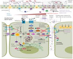 Beneficial Effects Of Nutritional Supplements On Intestinal