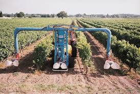 Image result for peronospora grapevine