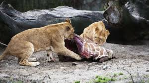 Beyond recreation, other functions of zoos include research, education, and conservation. Giraffe Marius Zoo Kopenhagen Totet Jetzt Vier Lowen Der Spiegel