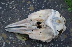 Je zou het door zijn naam niet zeggen, maar de bruinvis (phocoena phocoena) is helemaal geen vis. Schedel Van Bruinvis Phocoena Phocoena Cranium