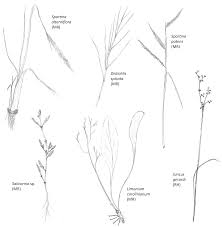 Apical meristems are found at the apex, or tip, of roots and buds, allowing roots and stems to grow in length and leaves and flowers to differentiate. The Top 75 Wetland Plants Among The Stately Trees