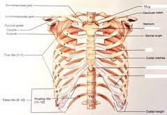 Moving during chest expansion to enable lung inflation. Which Organ Sits In The V Part Of The Ribs Herenow4u Net Publications Books Online Preksha It S Easy To Feel The Bottom Of This Cage By Running