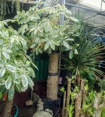 This tree is cultivated for its fruit/nuts, which are edible to both humans and animals and the foliage and flowers are edible as well. 6ft Height Rare Variegated Money Tree Variegated Pachira Aquatica Furniture Home Living Gardening Plants Seeds On Carousell