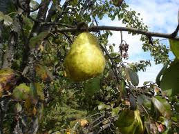 The other option is to select fruit trees that grow in wet conditions. Pin On Gardening