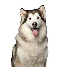 The alaskan malamute assistance league is dedicated to the health and well being of all alaskan malamutes. Alaskan Malamute Breed Description Character Dogbible