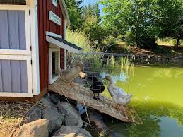 Use plywood and thin boards to build the duck house. Duck House Yellow Cottage Homestead