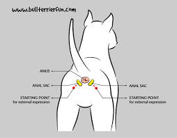 Anal Gland Problems Somethin Smells Fishy
