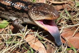 Image result for Amphiasma