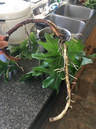 Check spelling or type a new query. Can Aerial Roots Be Propagated Help I Accidentally Cut Off A Large Aerial Root Off My Mother Philodendron Selloum Can This Thing Grow Into Another Plant Or Should I Compost It